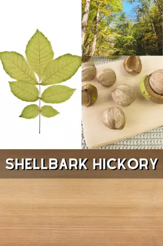 shellbark hickory