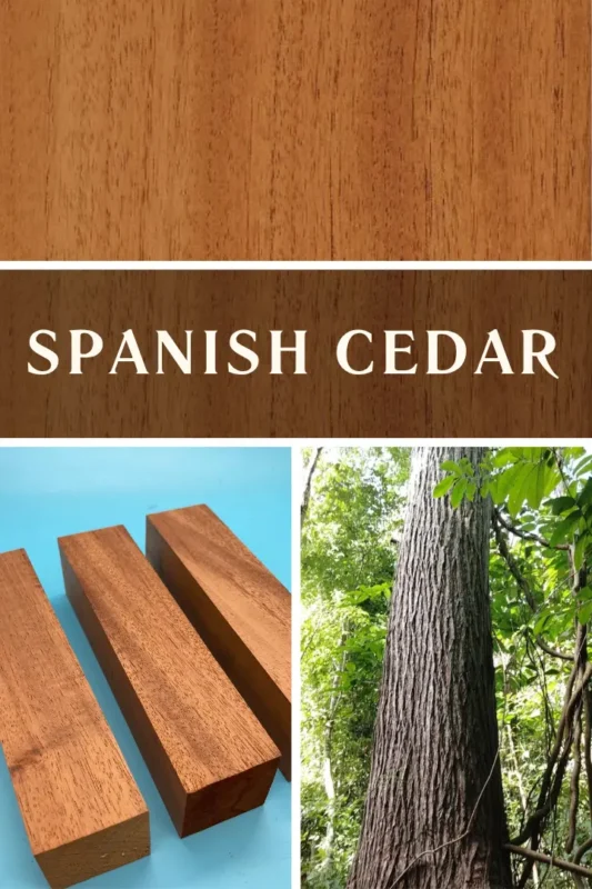 spanish cedar