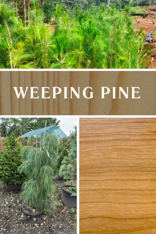 weeping pine