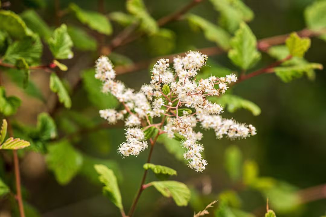 Ironwood Tree Cluster of small white flowers