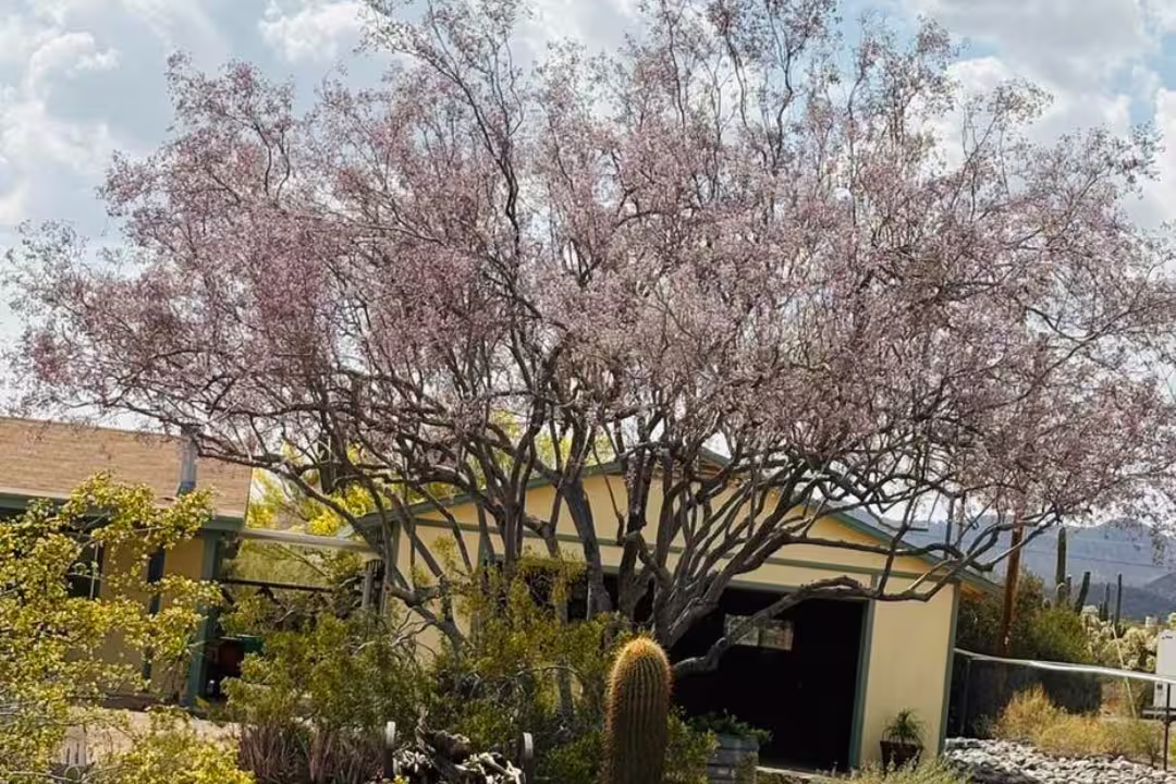Ironwood Tree a Large tree with pink blossoms