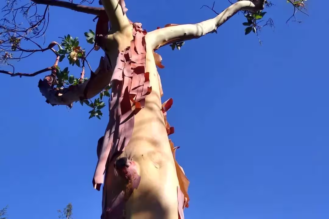 madrone tree