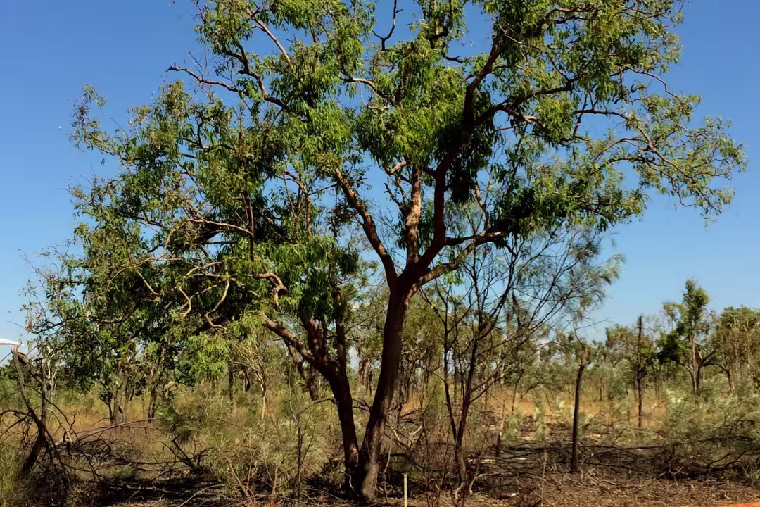Long-fruited bloodwood