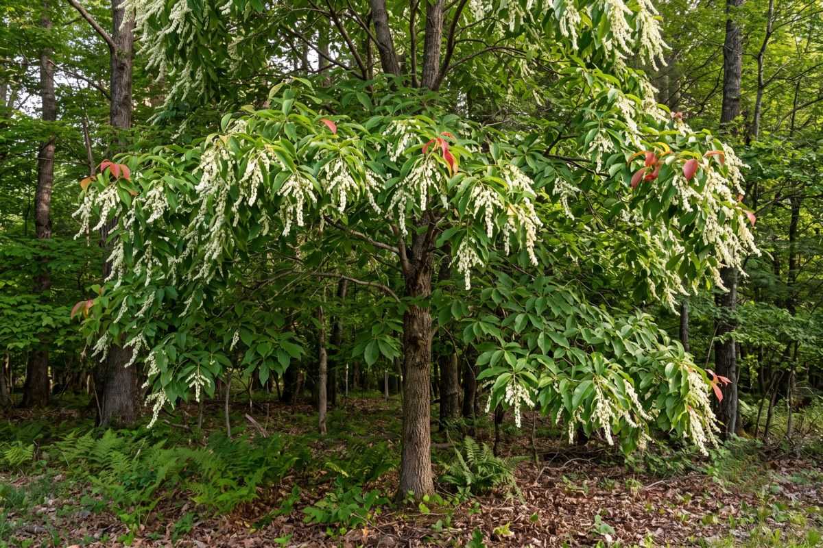 Hardwood trees in a forest with a flowering tree and dense green foliage