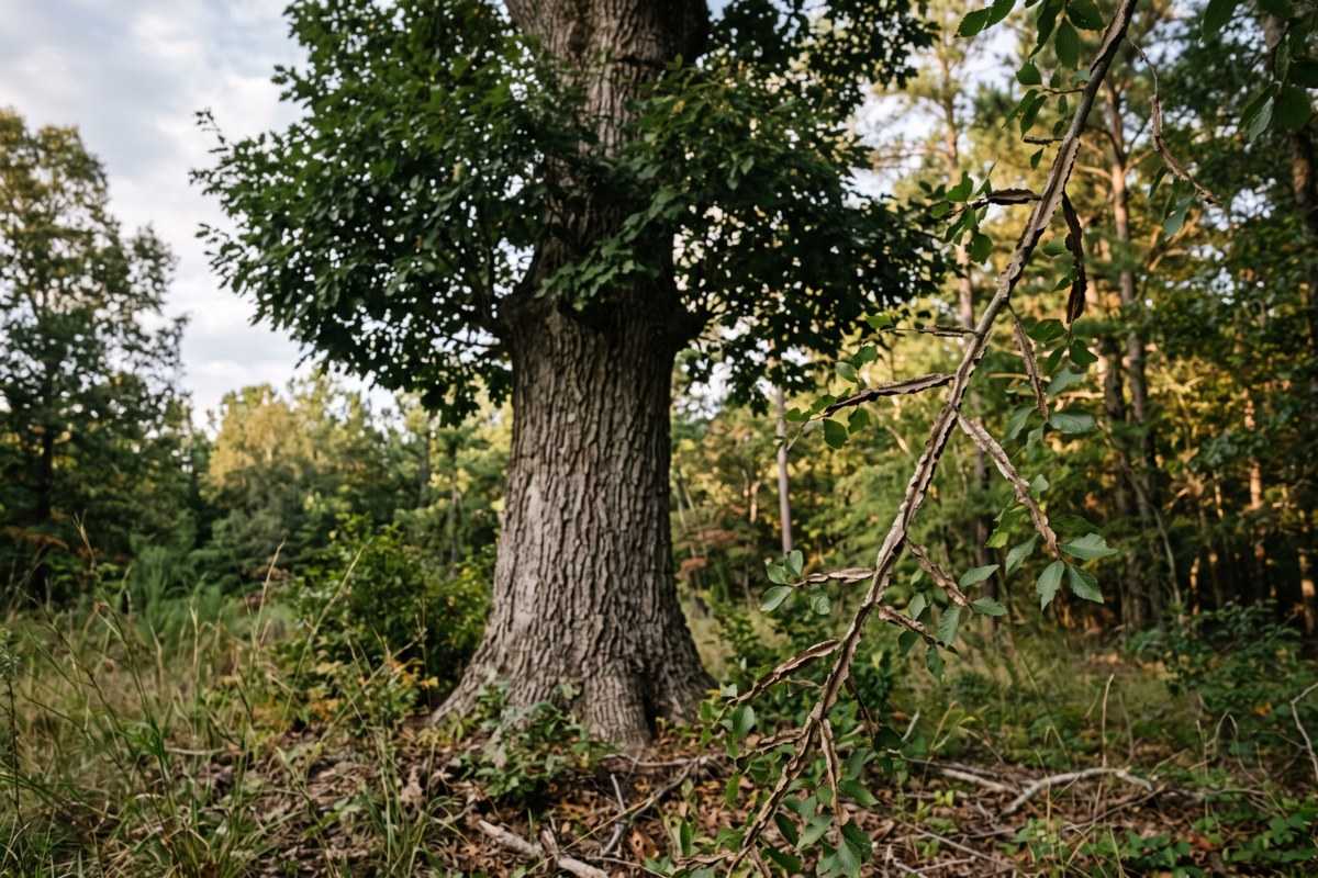 Winged elm tree with deeply ridged bark growing in a sunlit woodland clearing